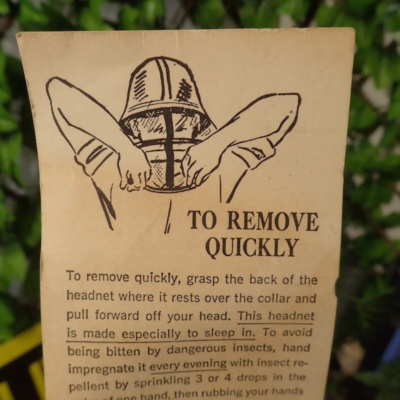 HEADNET INSECT 記録写真5