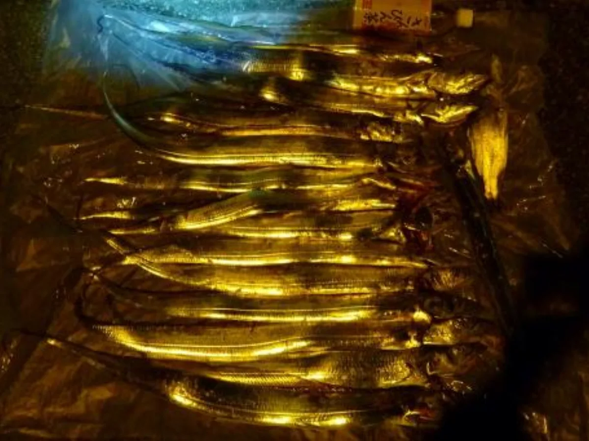 ミリタリーショップ 南国百貨店.COM|沖縄 太刀魚（タチウオ）１５匹釣ったどー [09.12.08] - 最近太刀魚が 記録写真1