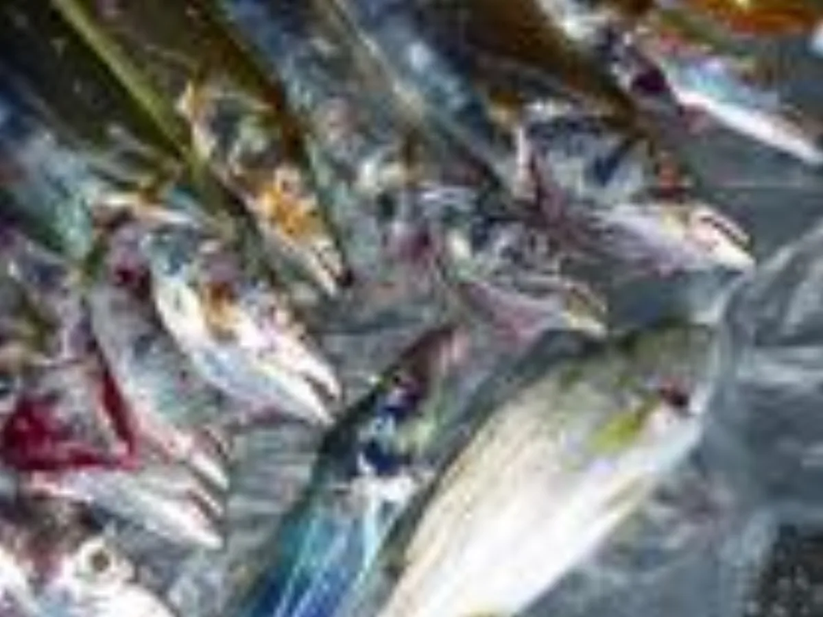 ミリタリーショップ 南国百貨店.COM|沖縄 太刀魚（タチウオ）１５匹釣ったどー [09.12.08] - 最近太刀魚が 記録写真2